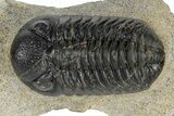 Austerops Trilobite - Nice Eye Facets #181409-3